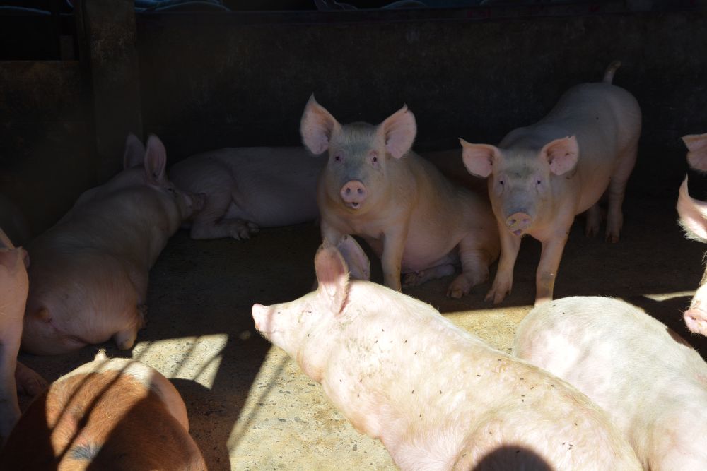 Tribunal permite que plantel porcino de Coexca presente un programa de cumplimiento para análisis de la Superintendencia del Medio Ambiente