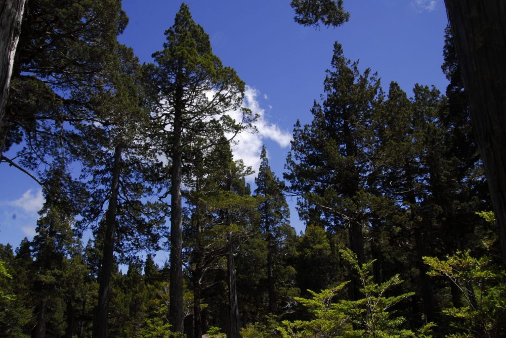 Tribunal confirmó actualización de interés nacional de la ruta T-720, que pasa por el Parque Nacional Alerce Costero en la región de Los Ríos