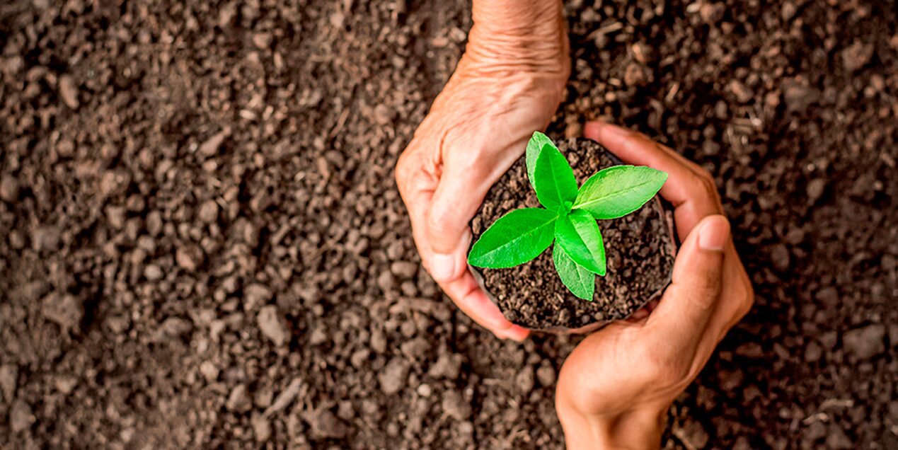 el-medio-ambiente-y-su-importancia-para-tu-salud 1